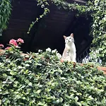 L'olivo La Spezia