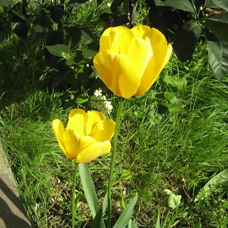 Bed and Breakfast L'olivo 3*