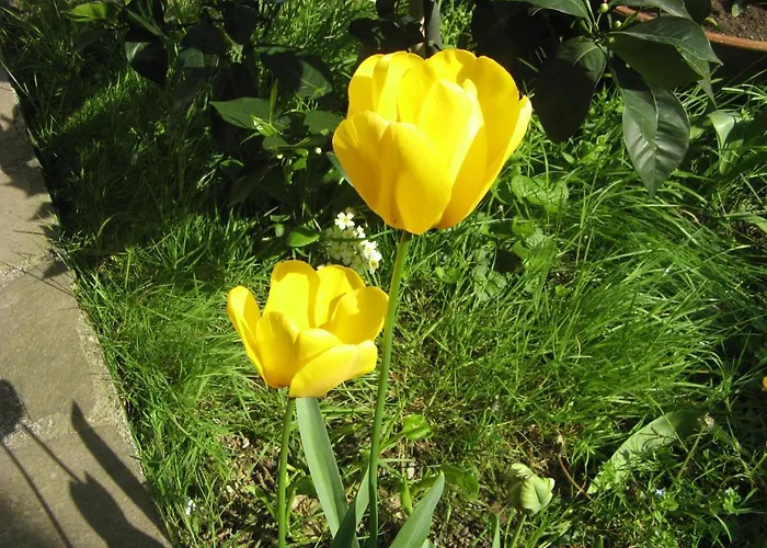 לינה וארוחת בוקר L'olivo 3*