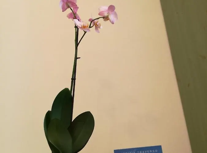 L'olivo 3* לה ספציה