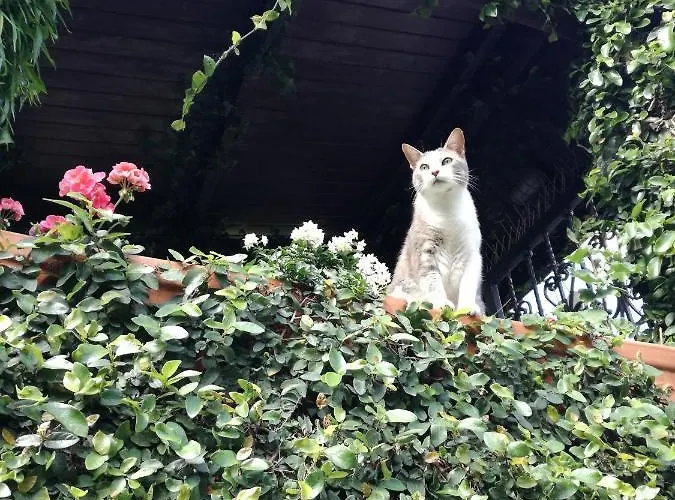 L'olivo לה ספציה